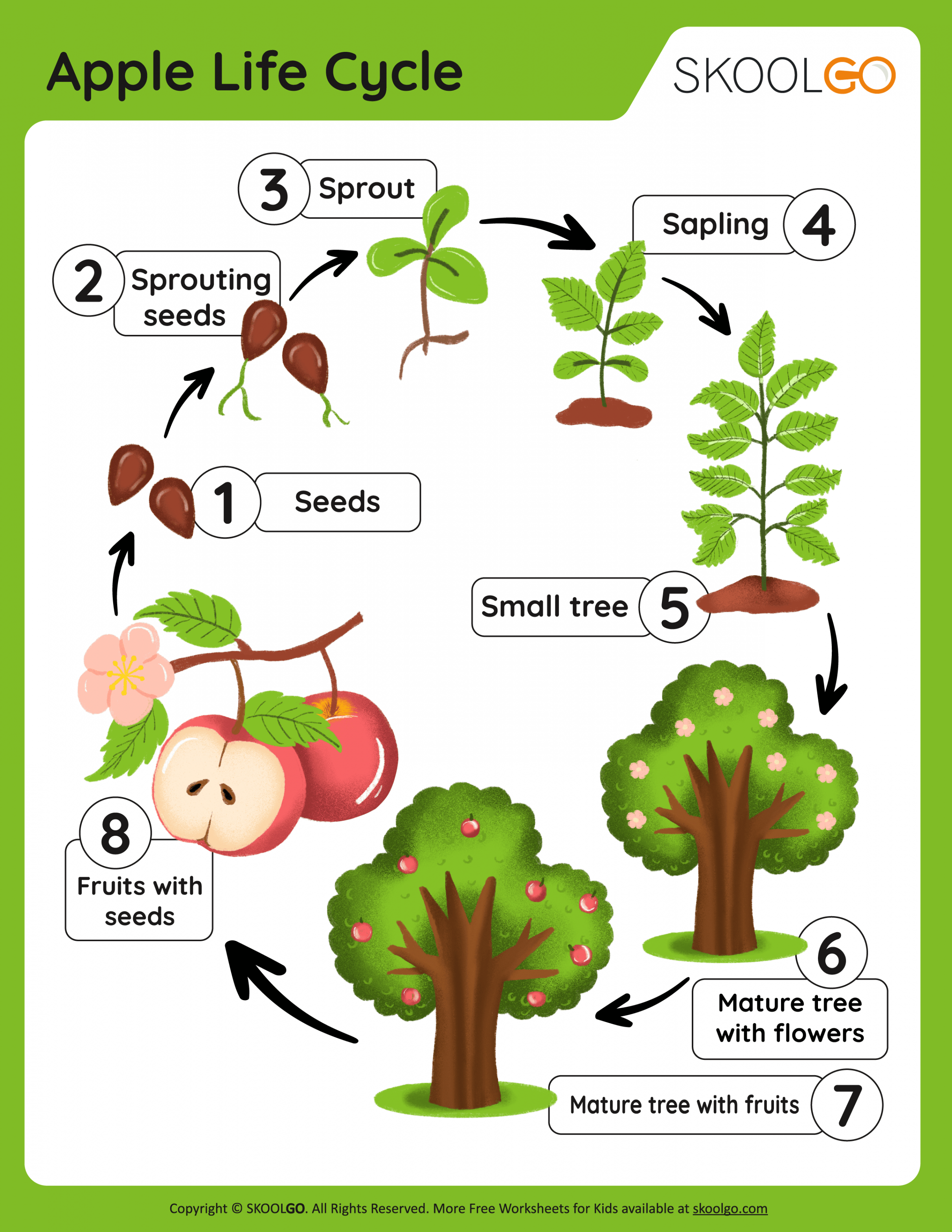 Apple Life Cycle - Free Worksheet - SKOOLGO