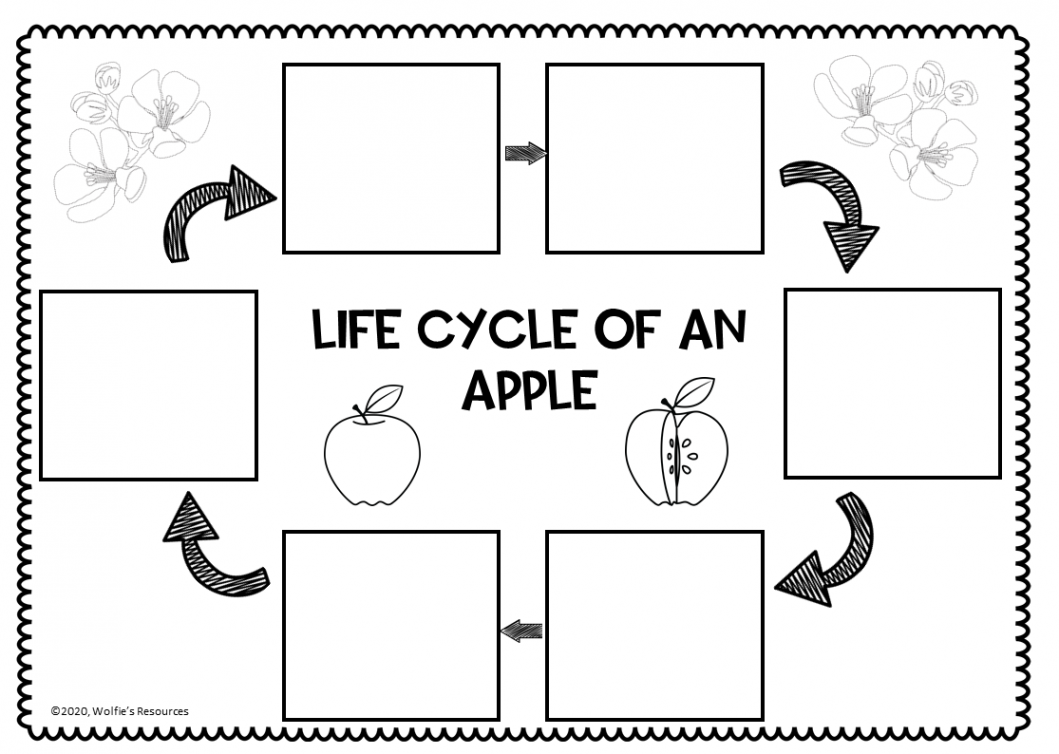 Apple Life Cycle  Teaching Resources