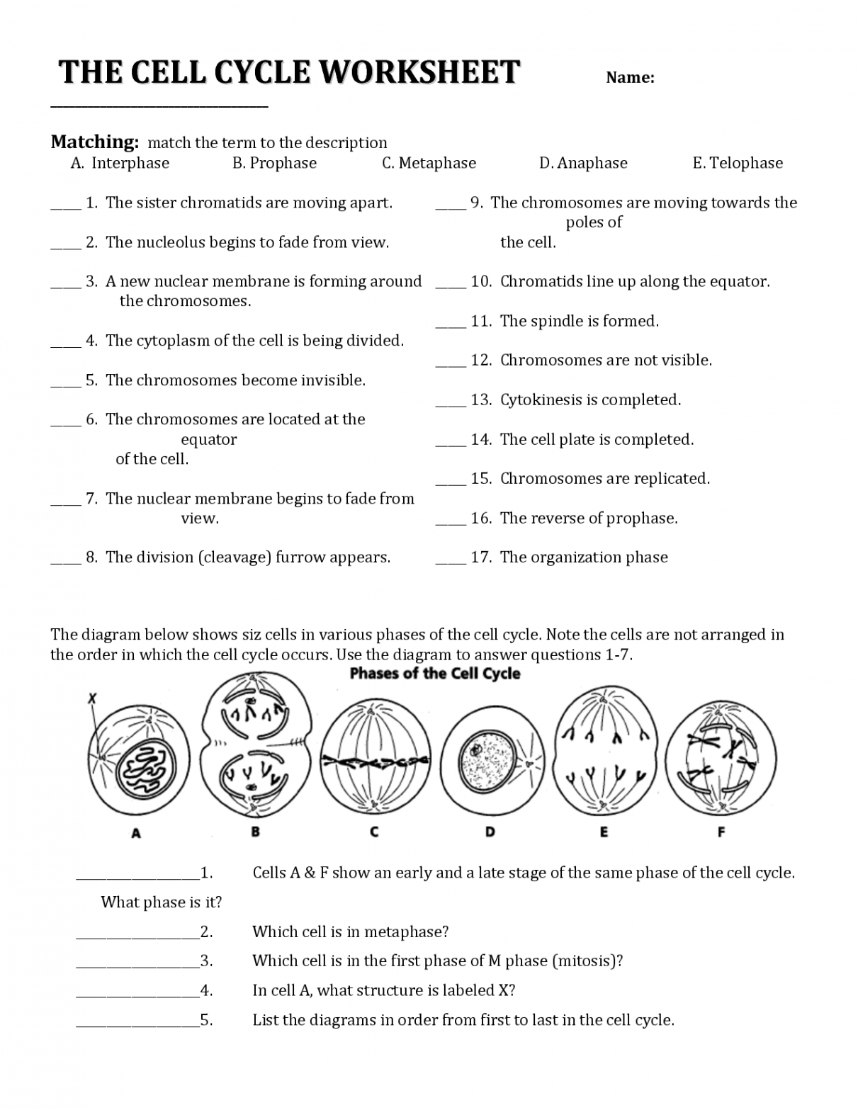 Cell Cycle Worksheet Answers  Biology classroom, Teaching biology