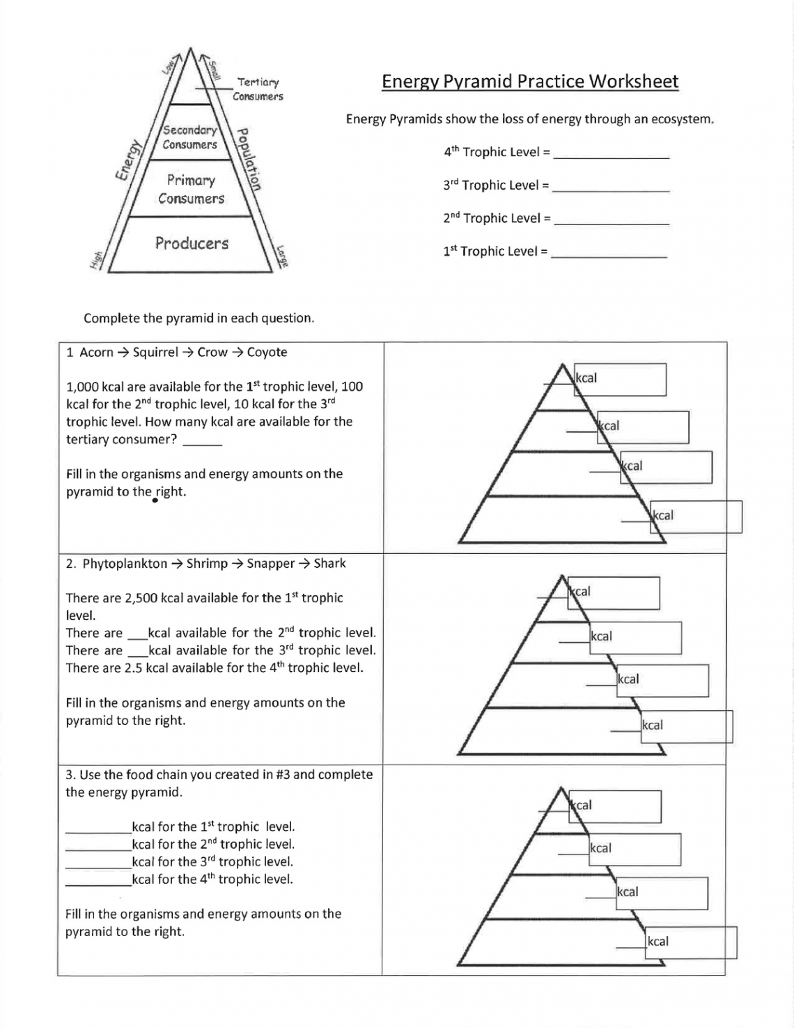 Chelsea Denaud - energy pyramid practice worksheet - scw - Studocu