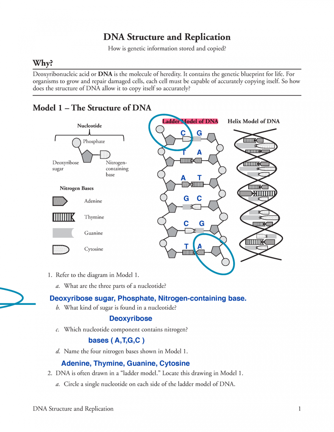 DNA Structure and Replication-S - It contains the genetic