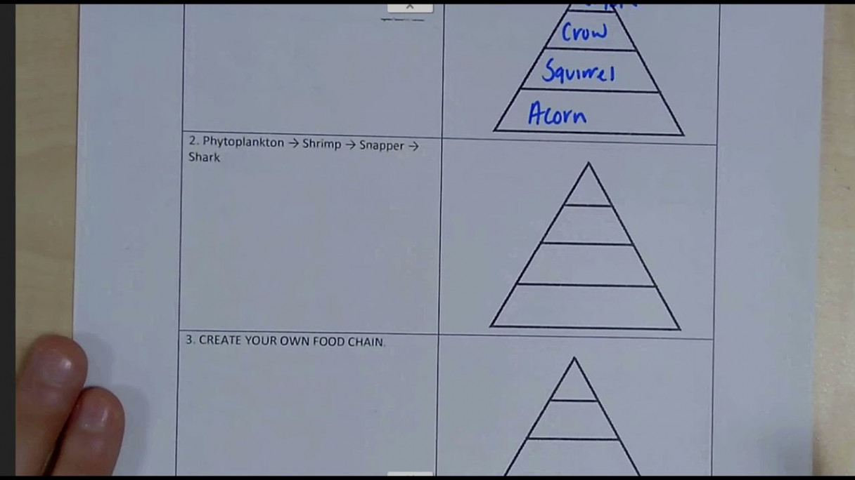 energy pyramid practice worksheet