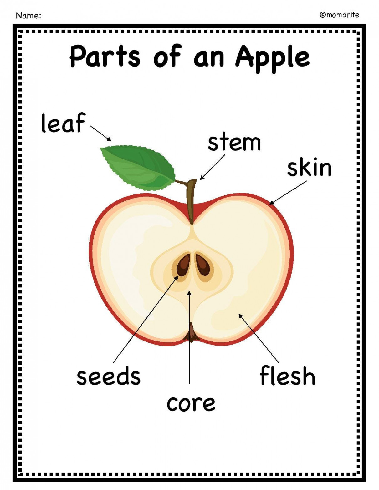 Parts of an Apple Activity [with Free Printable]  Mombrite