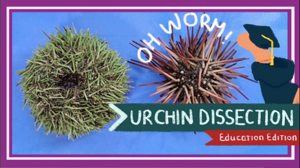Sea Urchin Dissection  Aristotle