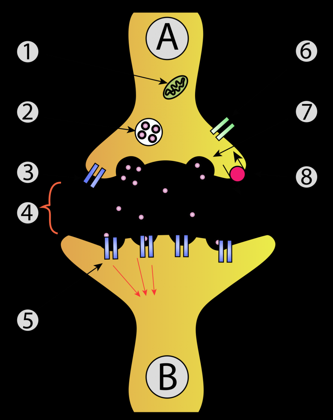 Synaptic vesicle - Wikipedia