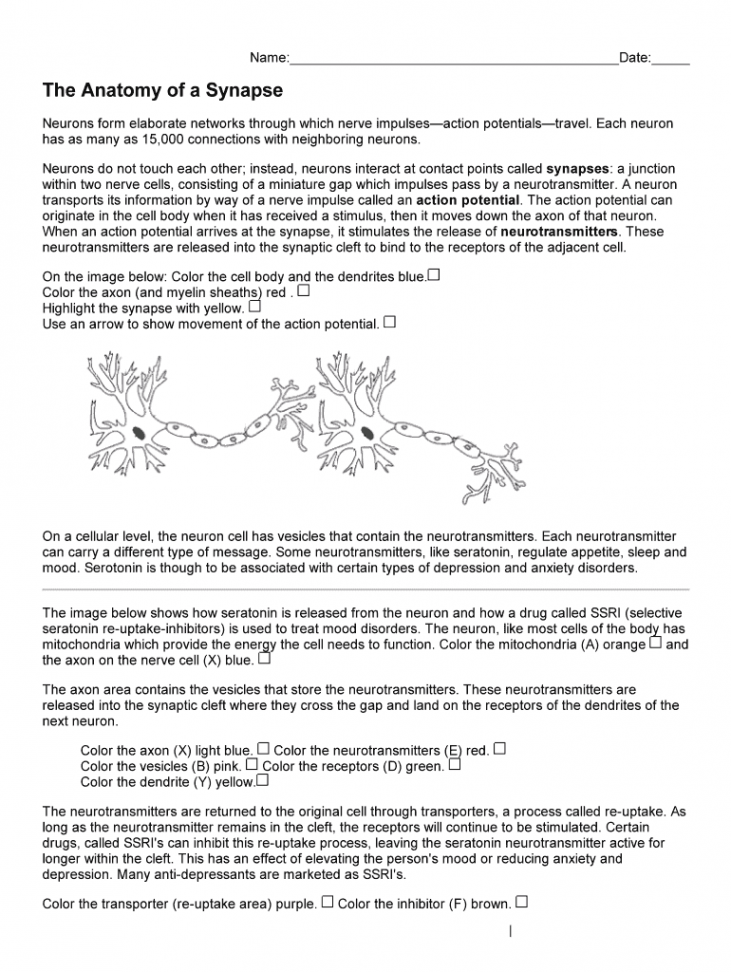 The Anatomy Of A Synapse Worksheet Answers Key Biology Corner