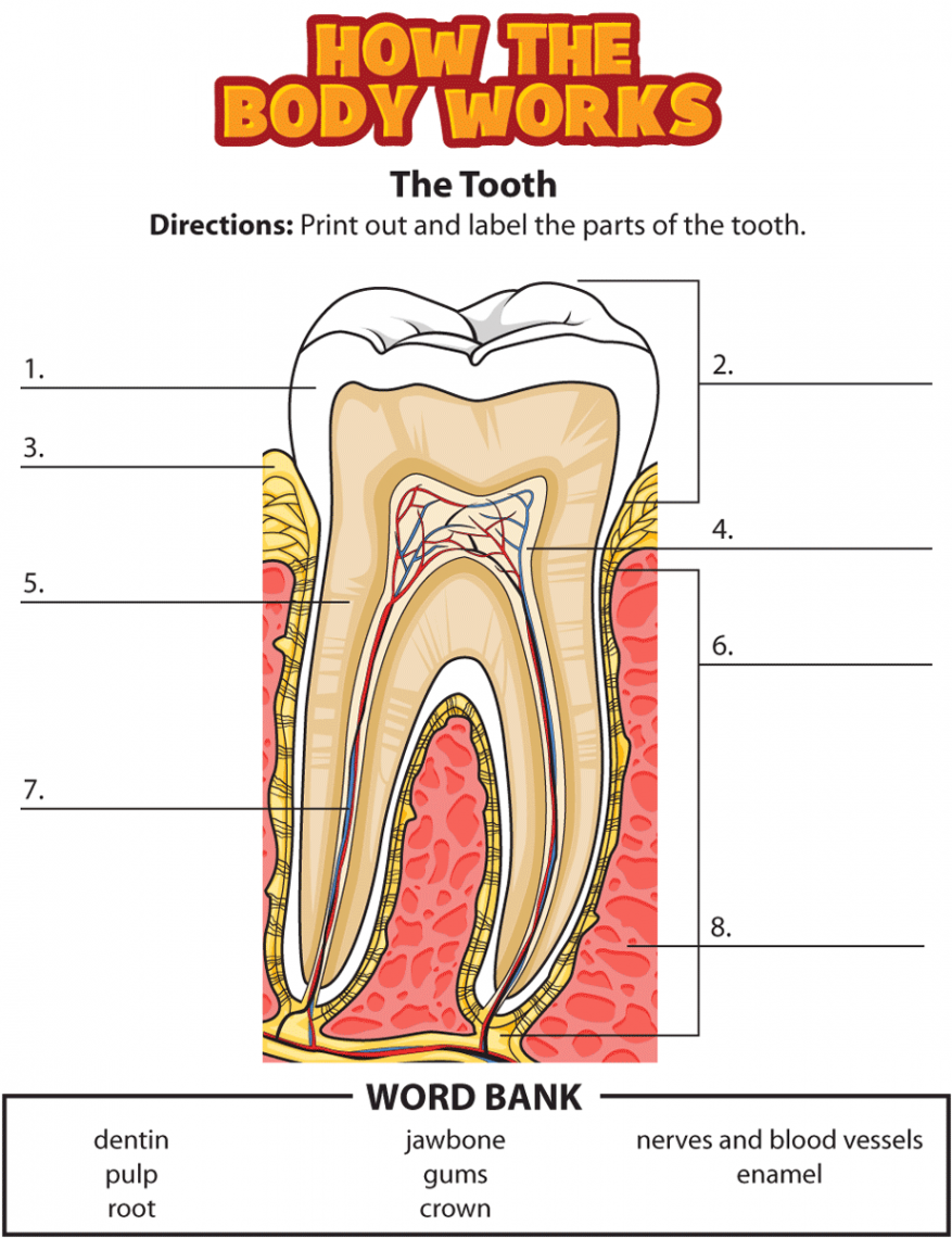 Activity: Teeth  Human body unit study, Human body lesson, Human