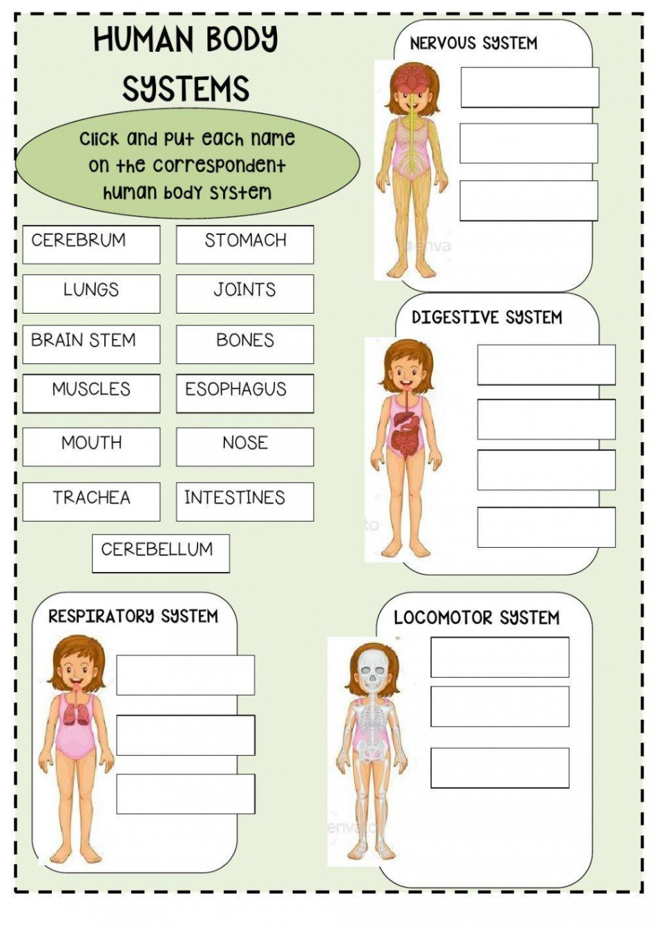 Body systems review worksheet  Live Worksheets