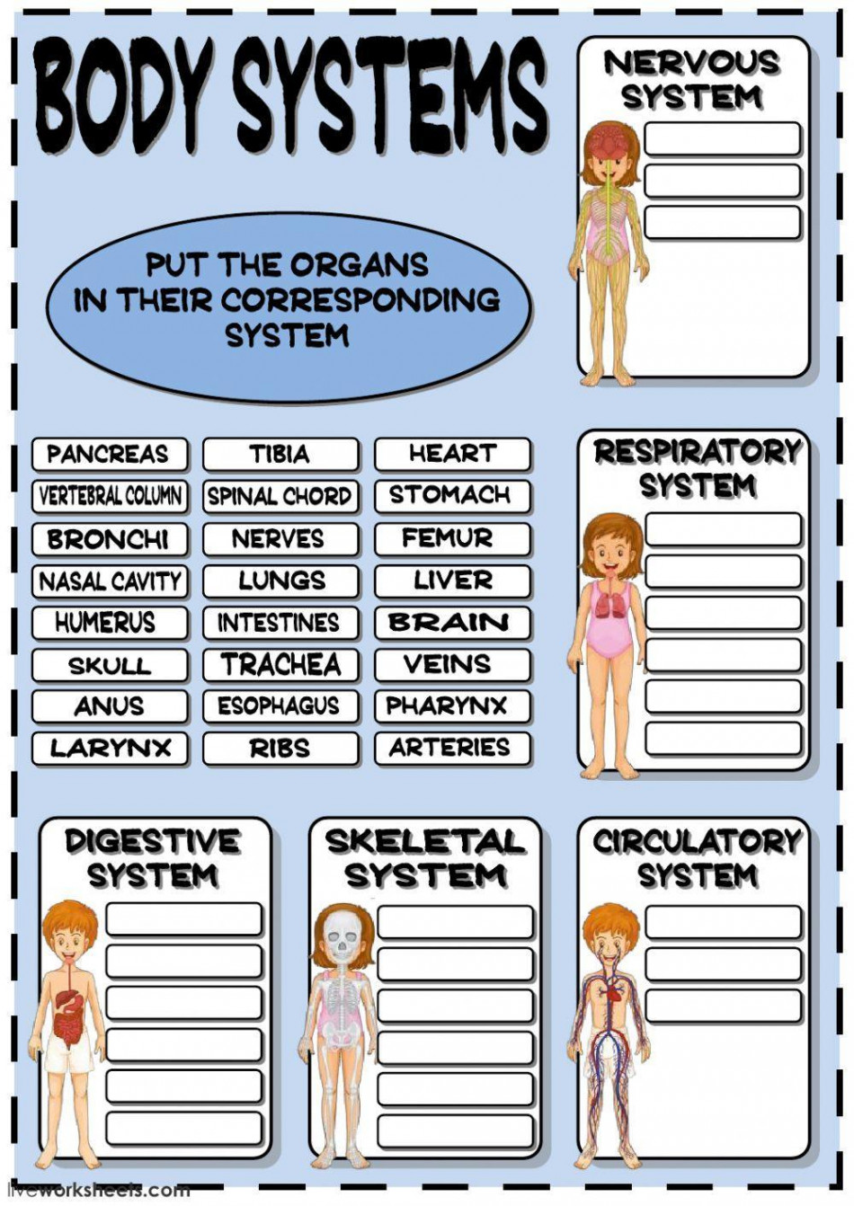 Body systems worksheet  Live Worksheets