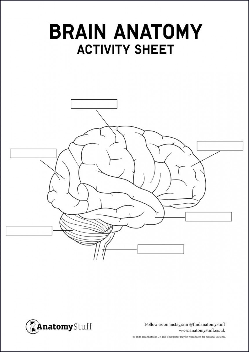 Brain Anatomy Activity Sheet PDF