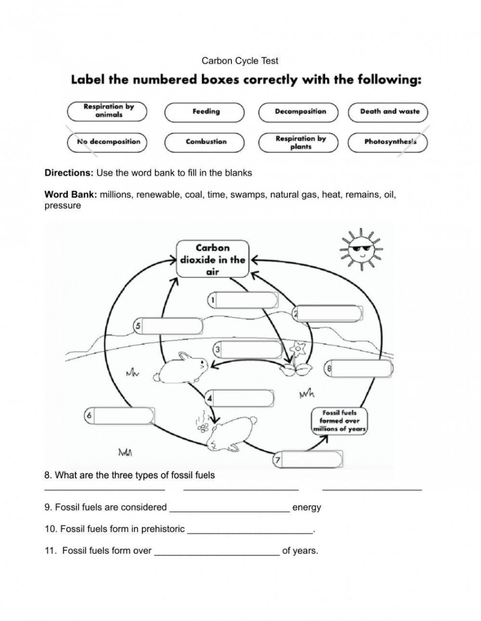 Carbon Cycle Test worksheet  Live Worksheets