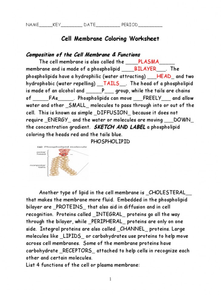 Cell Membrane Coloring Worksheet KEY  PDF  Cell Membrane