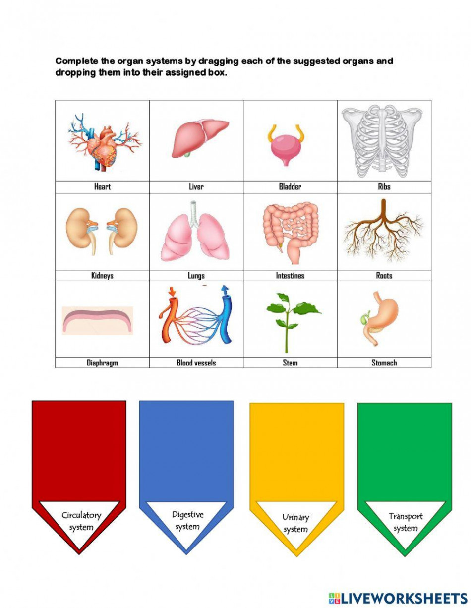 Cells, Tissues and Organs worksheet  Live Worksheets