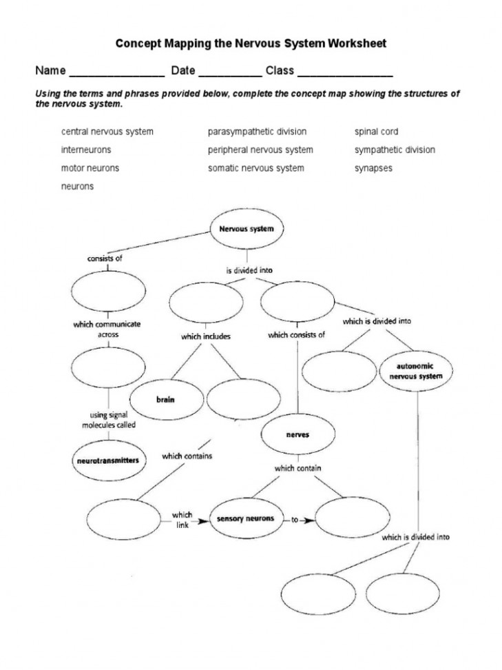 Concept Mapping The Nervous System Worksheet  PDF