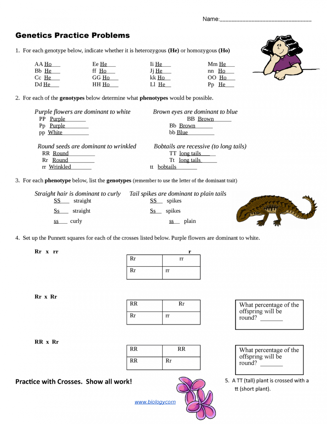 Copy of Practice - simple genetics - Name: Genetics Practice - Studocu