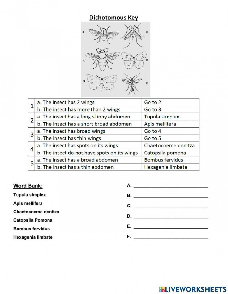 Dichotomous Key activity  Live Worksheets