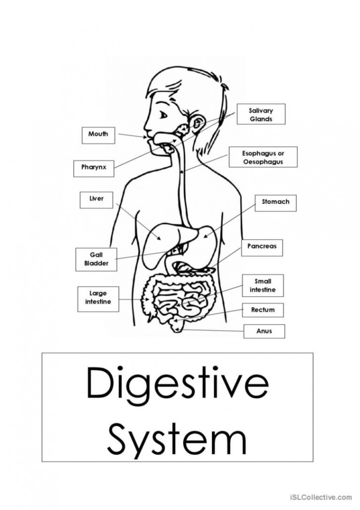 Digestive System : English ESL worksheets pdf & doc