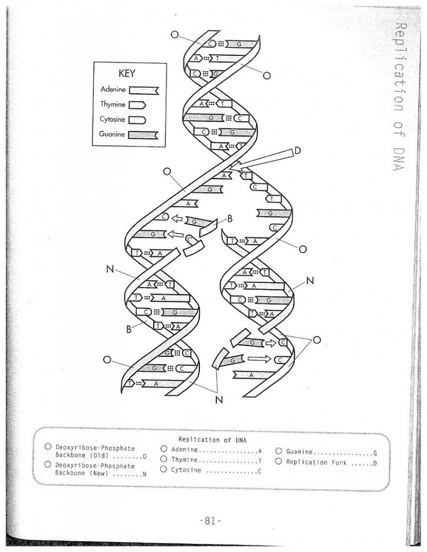 DNA Replication Coloring Worksheet on Dna Coloring Worksheet