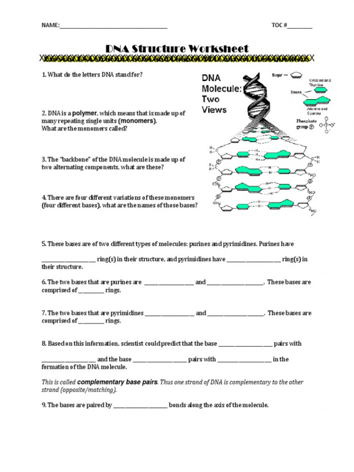 - DNA Structure Worksheet  PDF