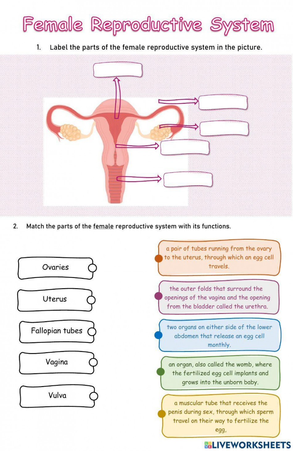 Female reproductive system activity for grade   Live Worksheets