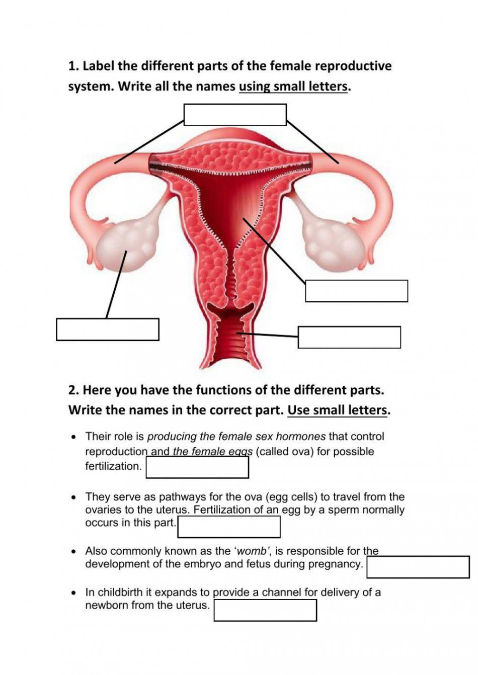 Female reproductive system interactive worksheet  Live Worksheets