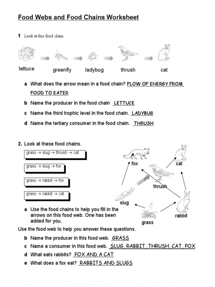 FoodWebsandFoodChainsWorksheet KEY dbru  PDF  Food Web