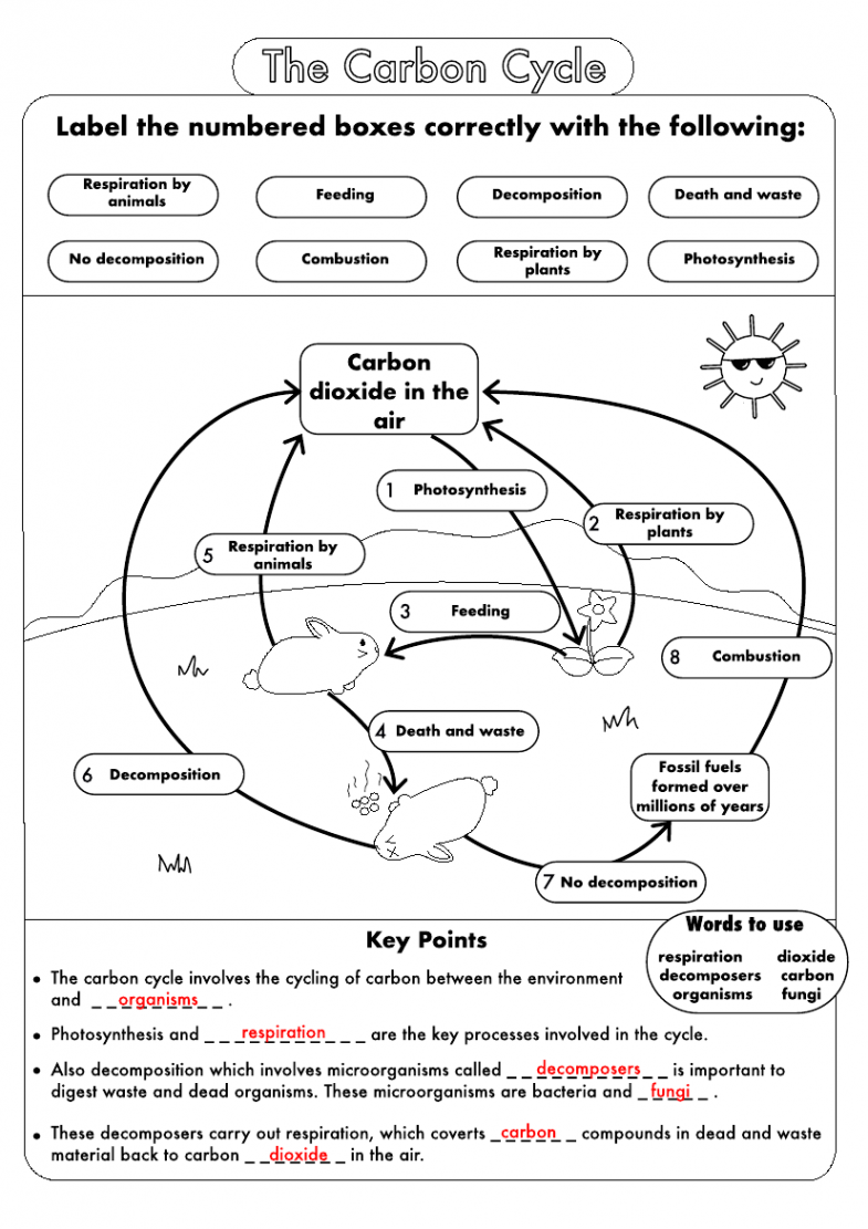 GCSE Biology: Carbon Cycle worksheets and A wall posters UPDATED