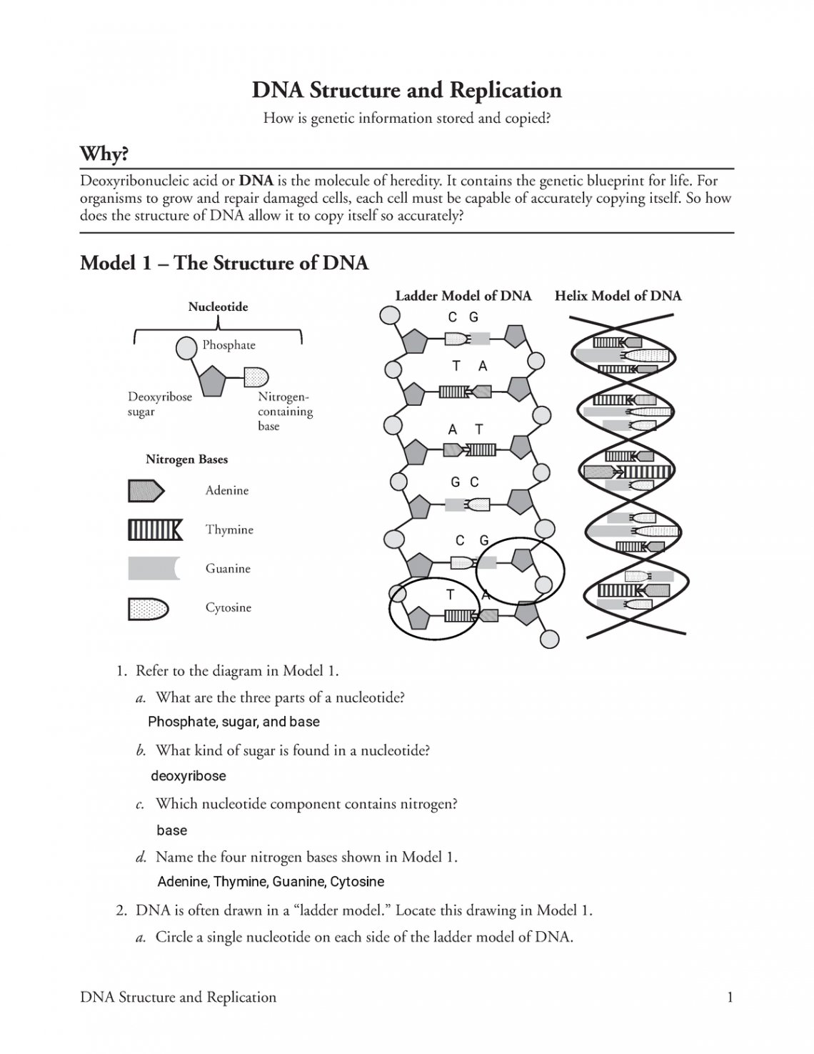 Kami Export - DNA Structure and Replication-S- - DNA Structure