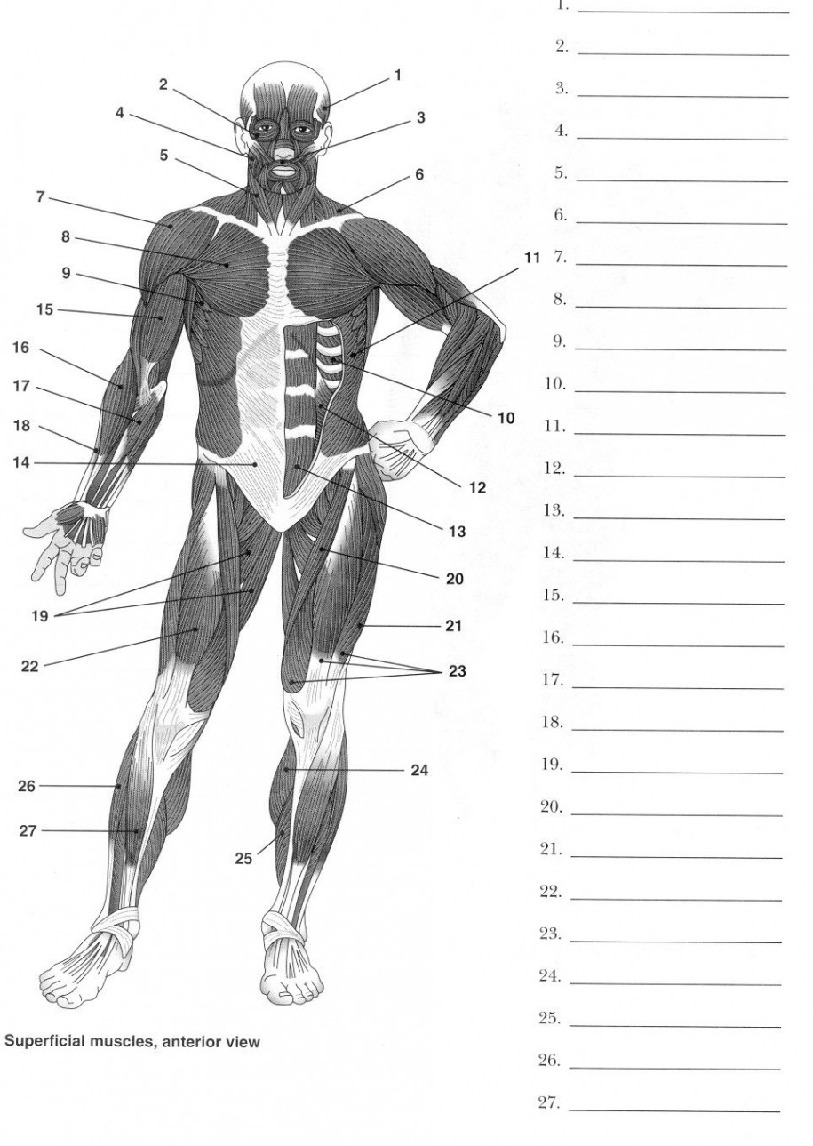 Label Muscles Worksheet  Human muscle anatomy, Muscle anatomy