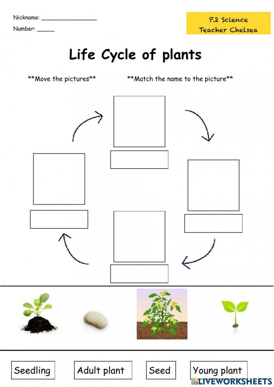 Life Cycle of Plants activity  Live Worksheets