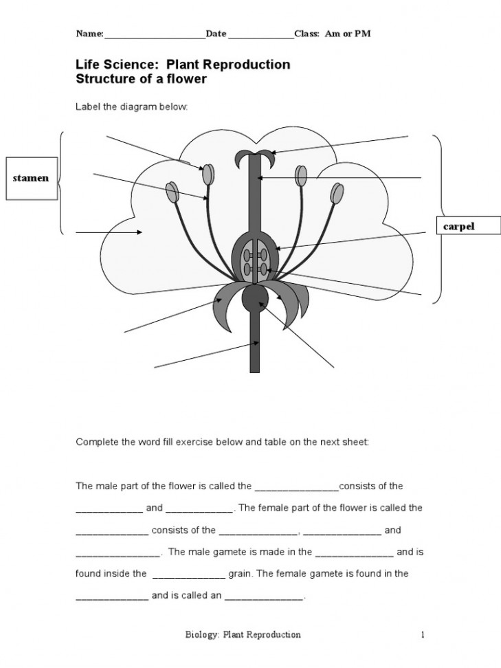 Life Science: Plant Reproduction Structure of A Flower: Stamen