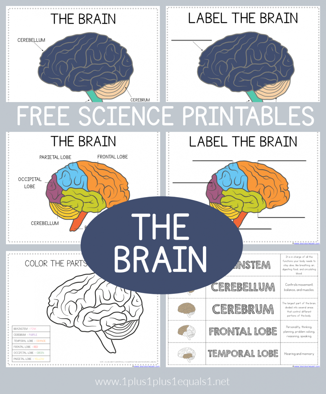 Life Science Printables - Parts of the Brain Worksheets - ++=