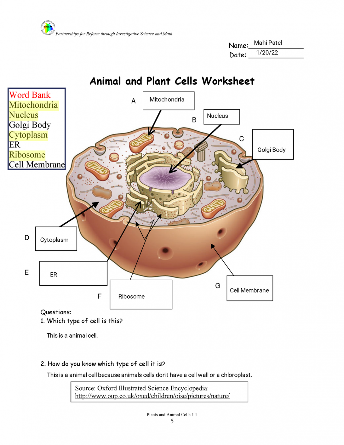 Mahi Patel - Plant and Animal Cell Diagram Sheet ver