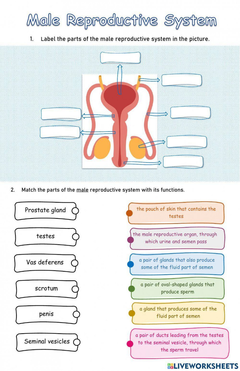 Male reproductive system exercise for grade   Live Worksheets