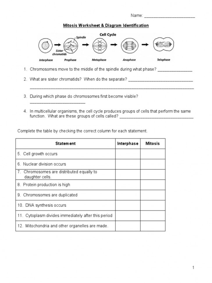 Mitosis Worksheet and Diagram Identification  PDF  Mitosis