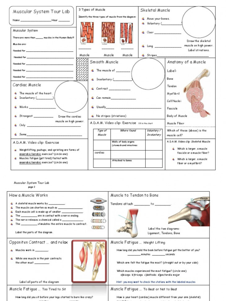 Muscular System Lab  Answer Sheet  PDF  Skeletal Muscle