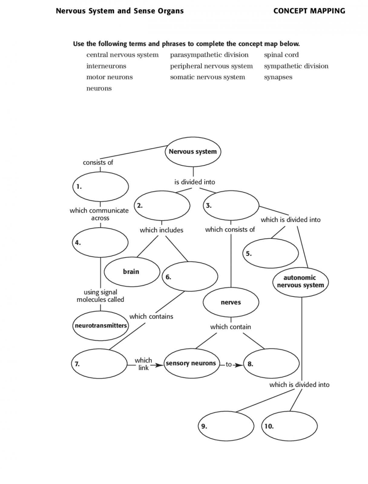 Nervous System and Sense Organs Concept Map with Answer Key