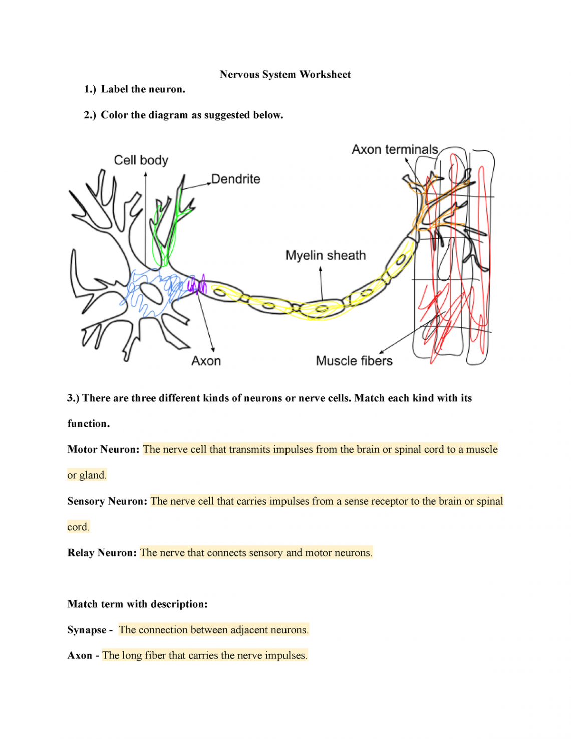 Nervous system worksheet - Nervous System Worksheet