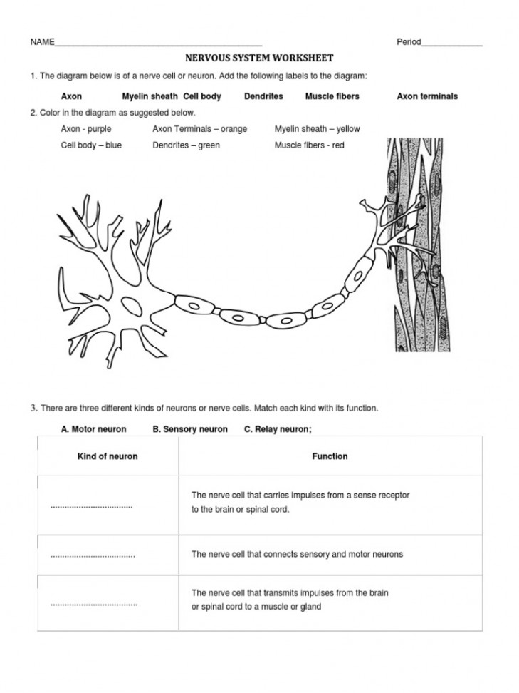 Nervous System Worksheet  PDF  Neuron  Axon