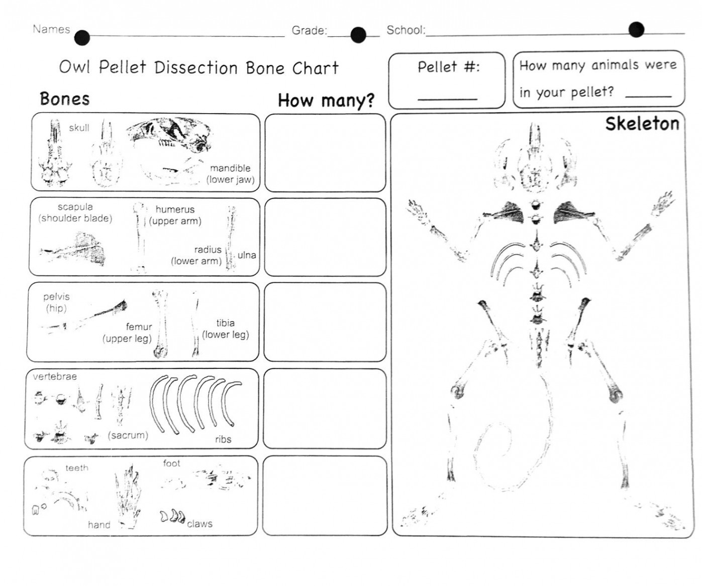 Owl Pellet Dissection Bone Chart - Friday, June , 208  Owl