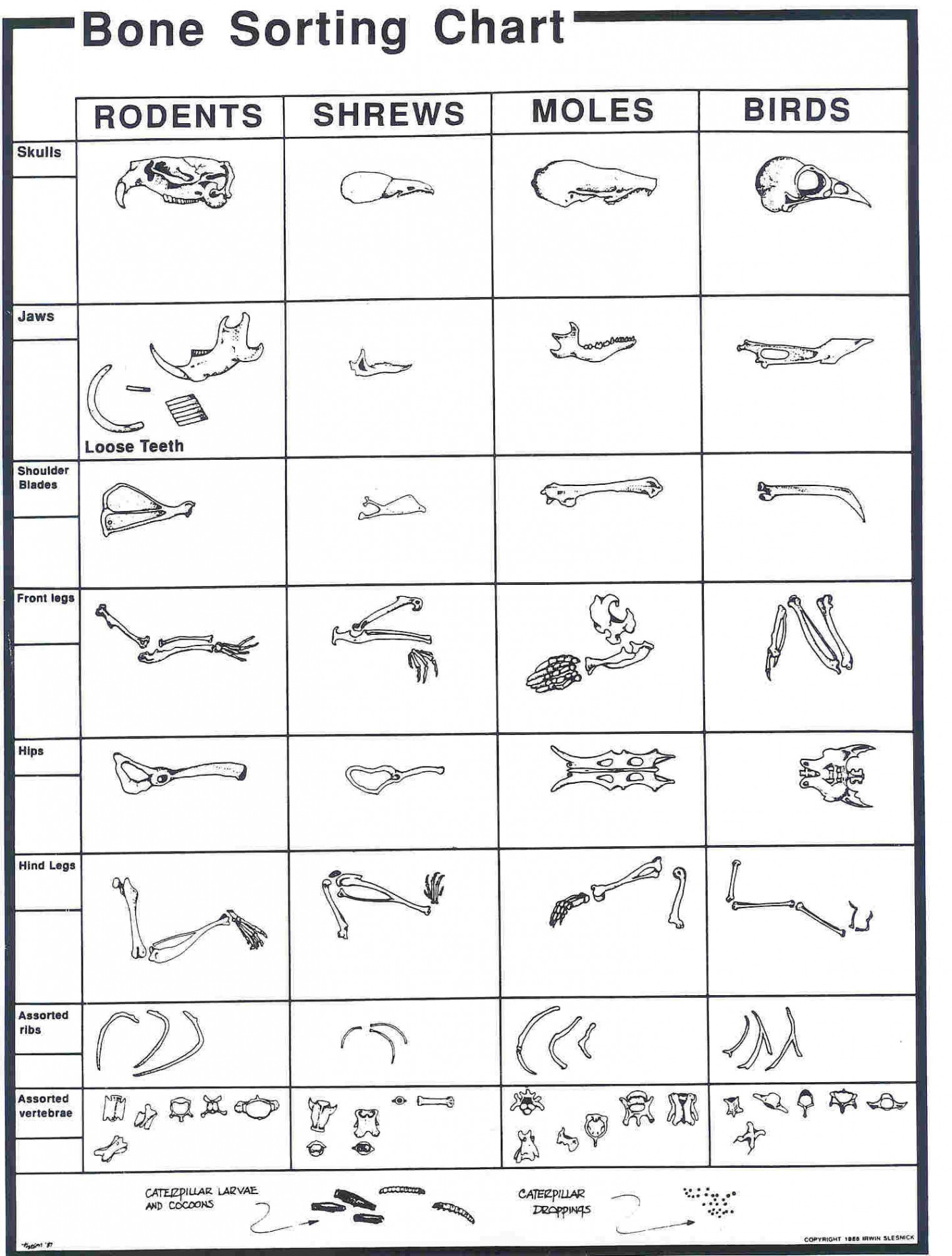 Owl Pellet Dissection Worksheet  Owl pellets, Dissection