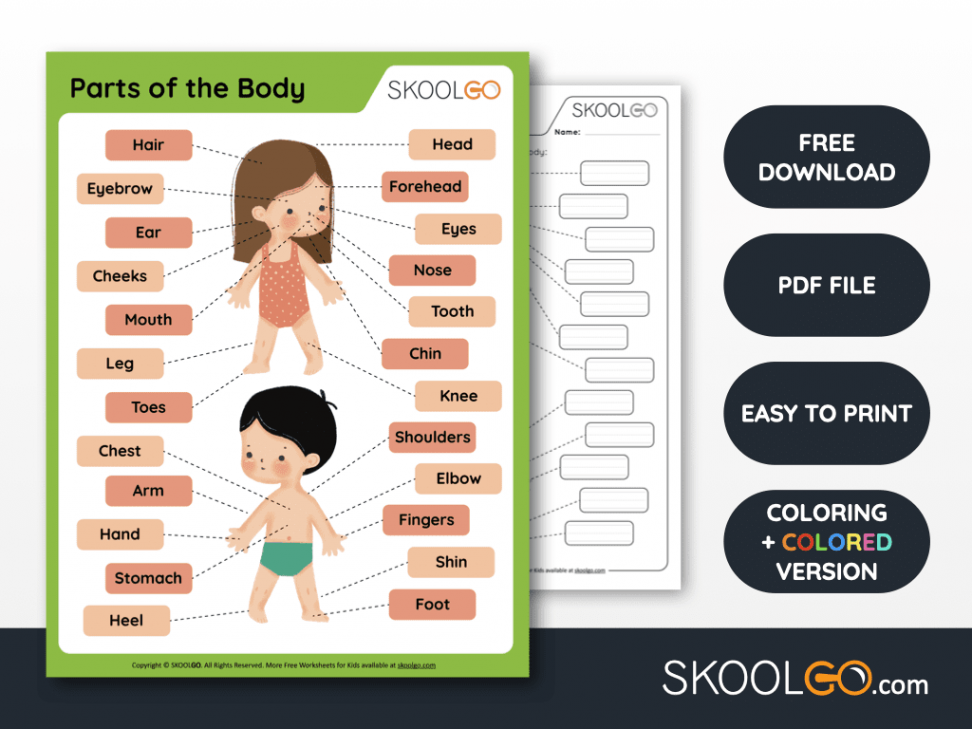 Parts of the Body - Free Worksheet - SKOOLGO