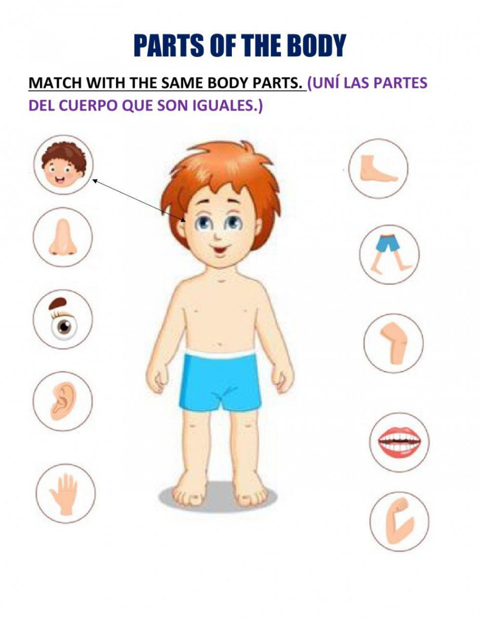 Parts of the body online exercise for KINDERGARTEN  Live Worksheets