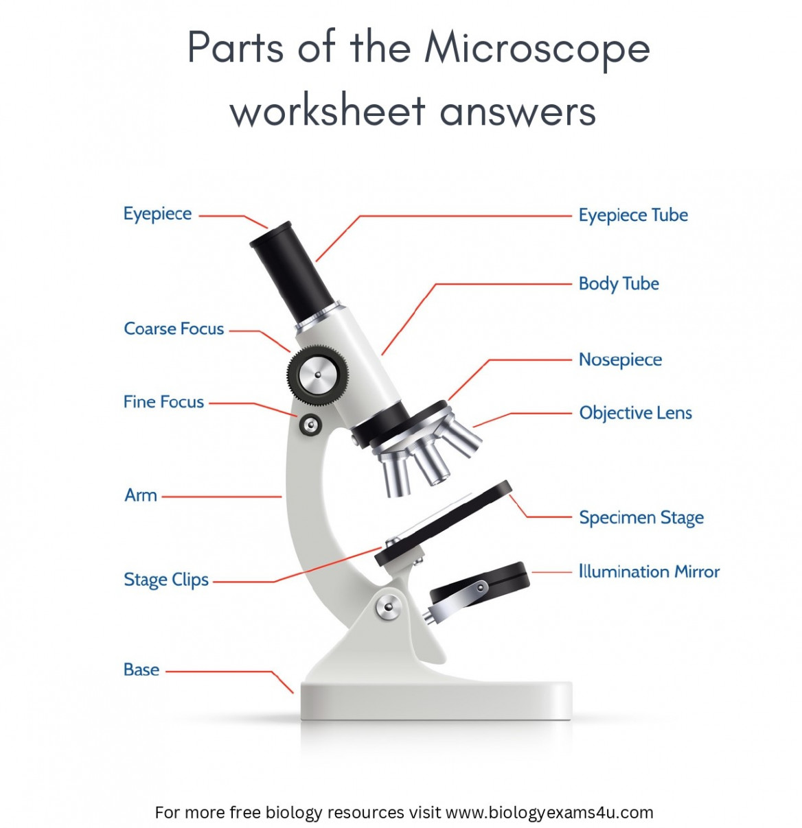 Parts of the Microscope Worksheet with Answers  Biology Worksheet