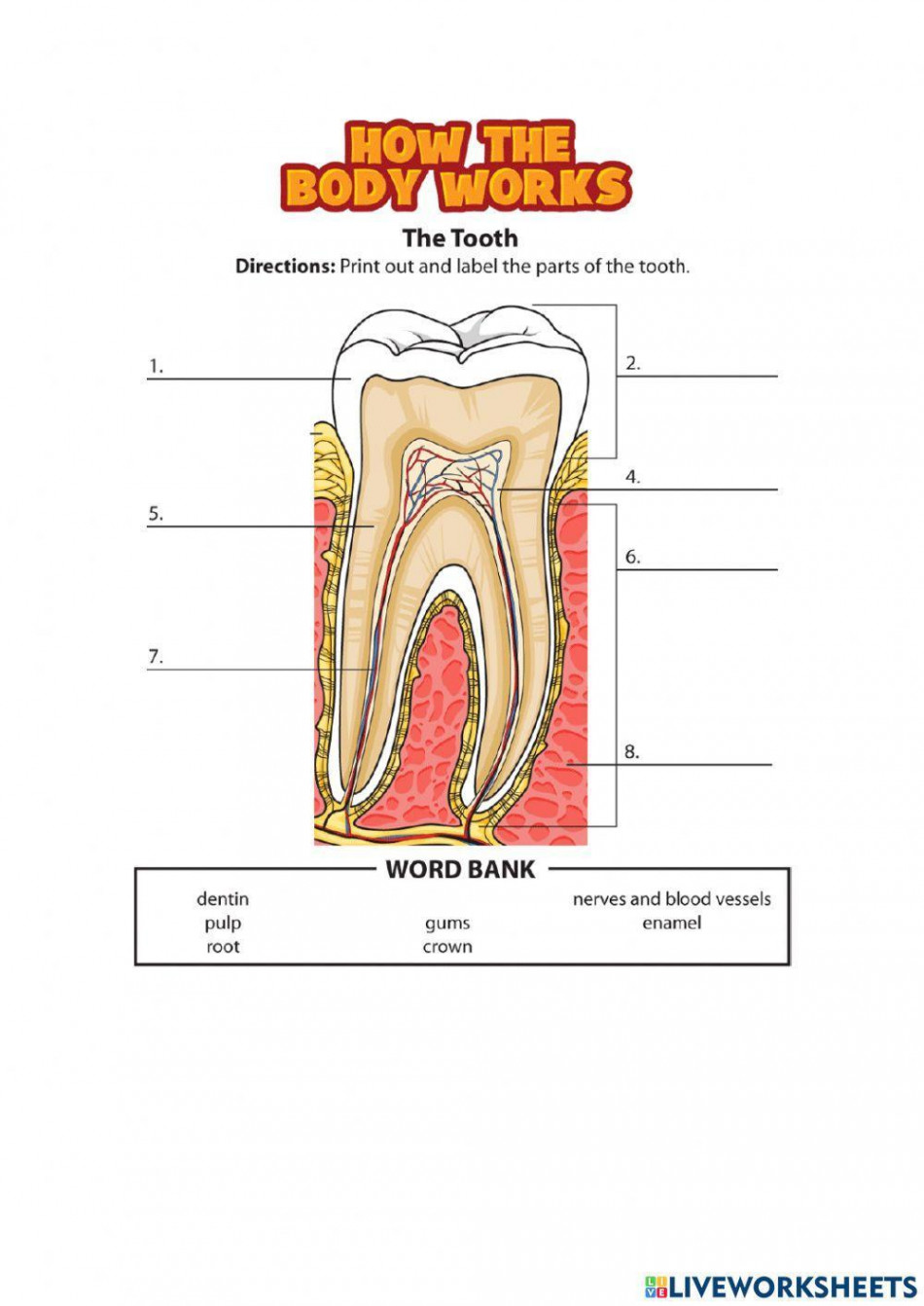 Parts of the Tooth activity  Live Worksheets