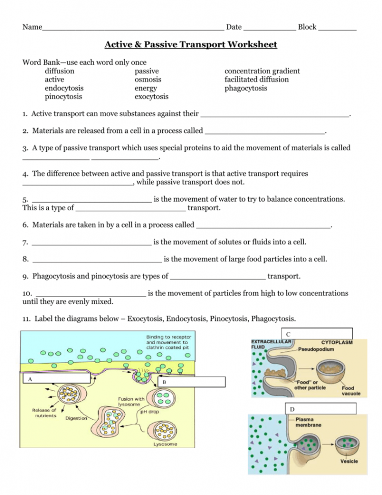 Passive And Active Transport Worksheets  Passive transport