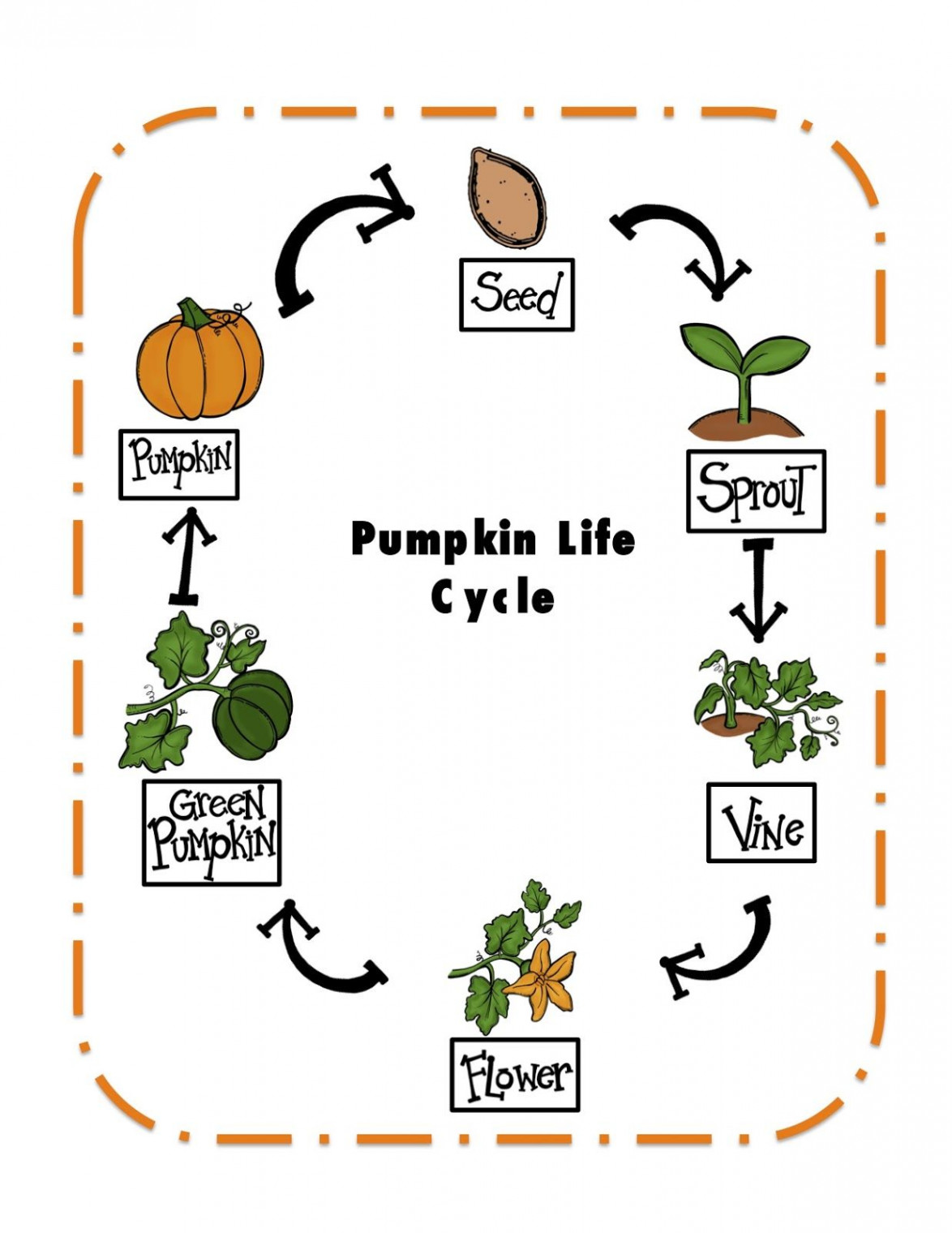 Pumpkin life cycle kindergarten, Pumpkin life cycle, Life cycles