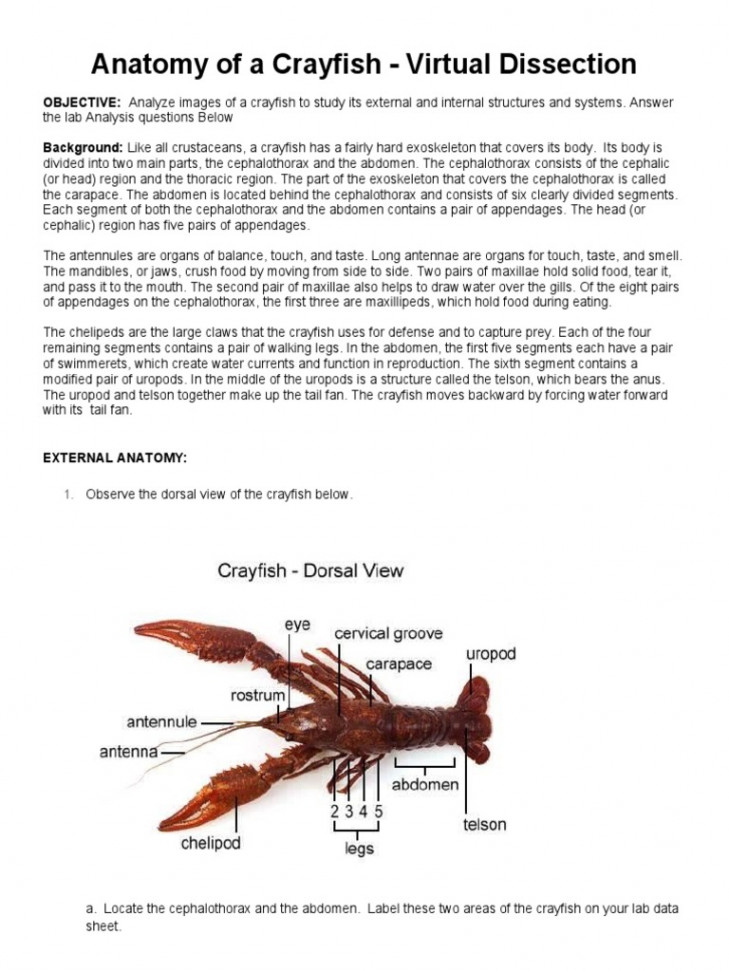 Sean Burke - Online Crayfish Dissection  PDF  Circulatory System