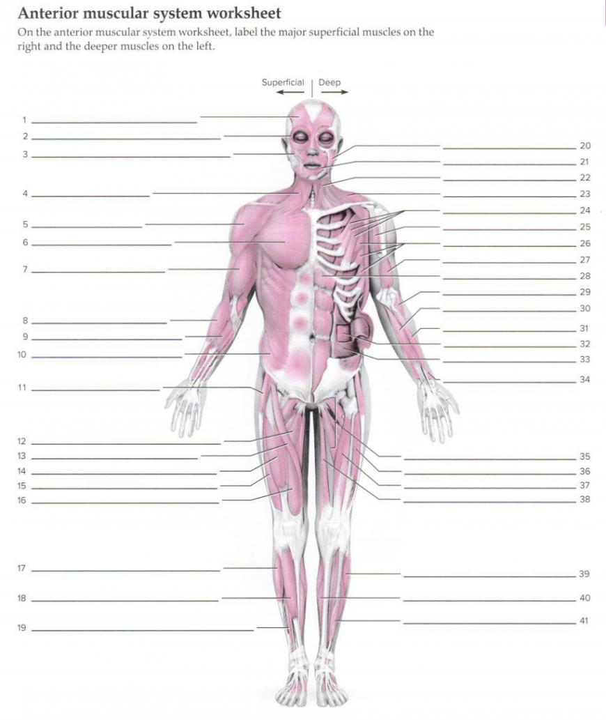 Solved Anterior muscular system worksheet On the anterior  Chegg