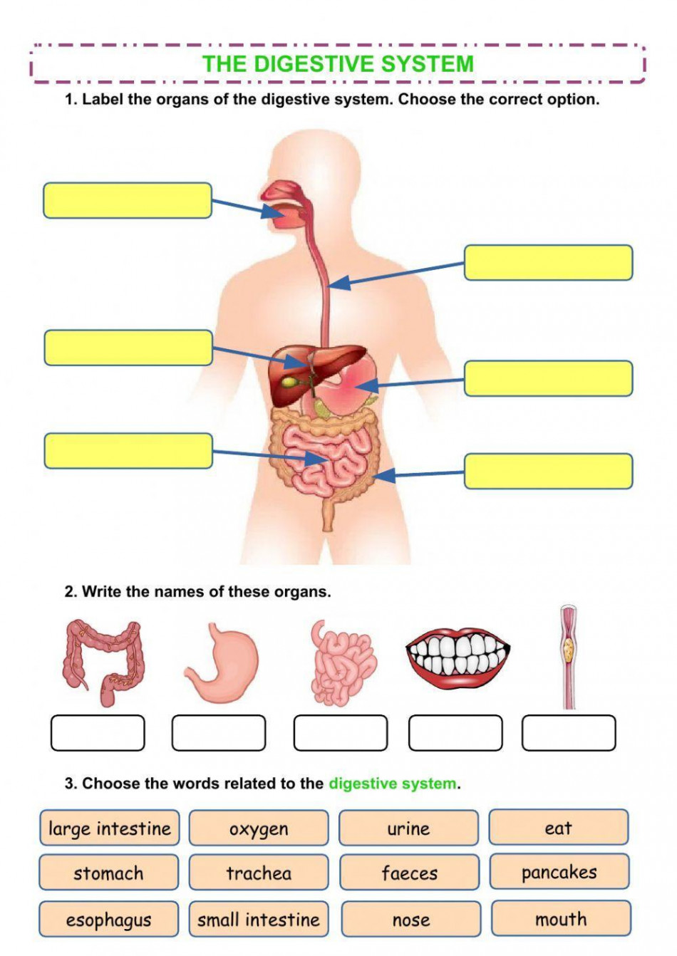 The digestive system worksheet for Grade   Live Worksheets